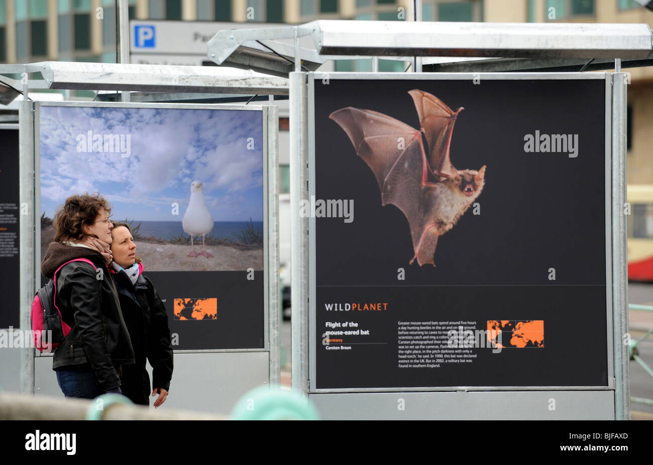 Wild Planet ist eine kostenlose Open-Air-Ausstellung tourt Städte in ganz Großbritannien an Brighton Strandpromenade bis September 2010 ist Stockfoto