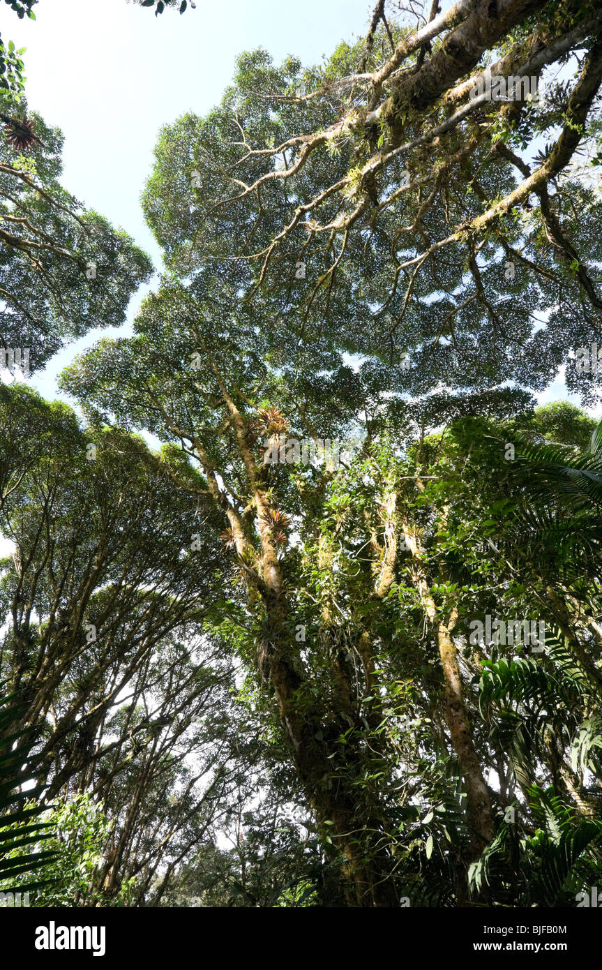 Baldachin Krone Schüchternheit Parque Nacional la Amistad Panama Stockfoto