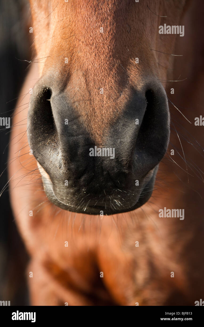 Nahaufnahme eines Pferdes Nase und Schnurrhaare Stockfoto