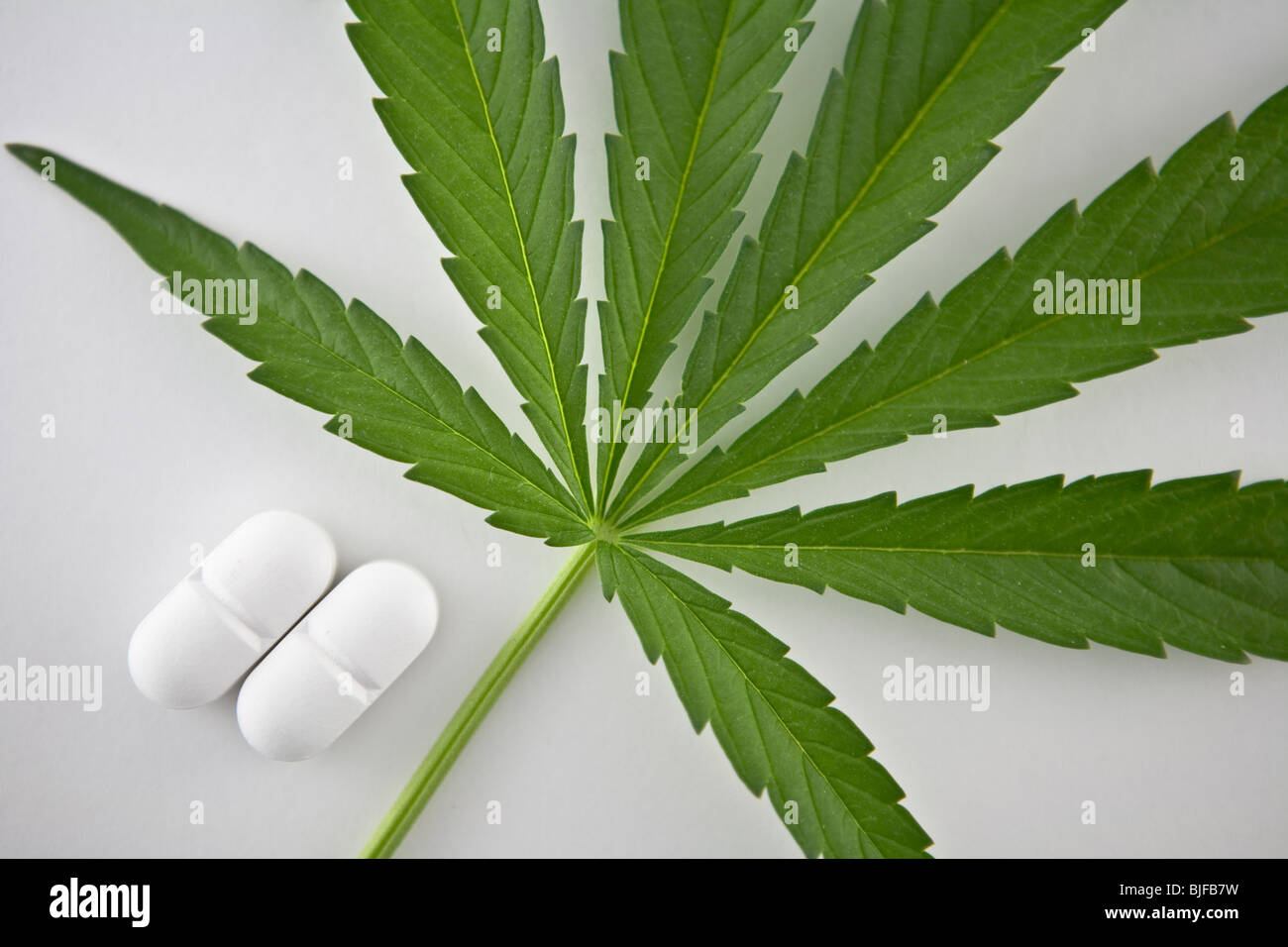 Blatt von Marihuana neben zwei weißen Pillen isoliert auf weißem Hintergrund, Konzept der alternativen Medizin Stockfoto
