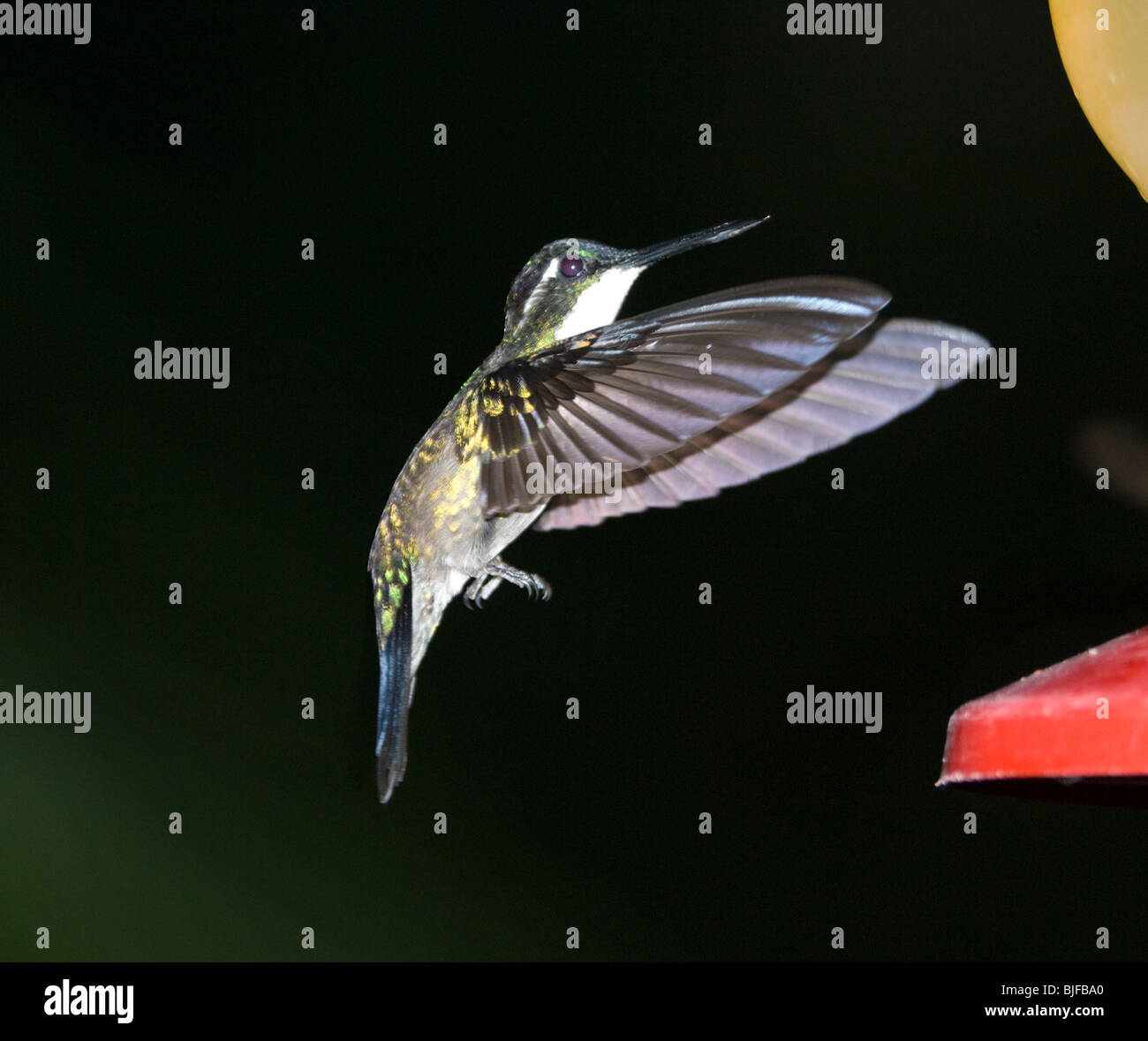 Weiße-Throated Mountaingem Lampornis Castaneovent Panama Stockfoto
