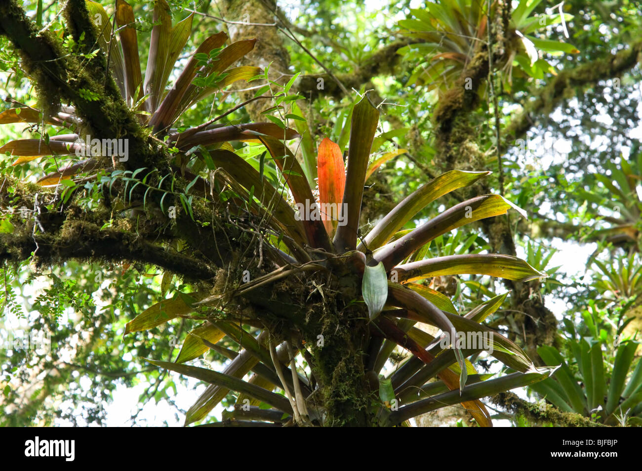 Epiphyten Parque Nacional la Amistad Panama Stockfoto