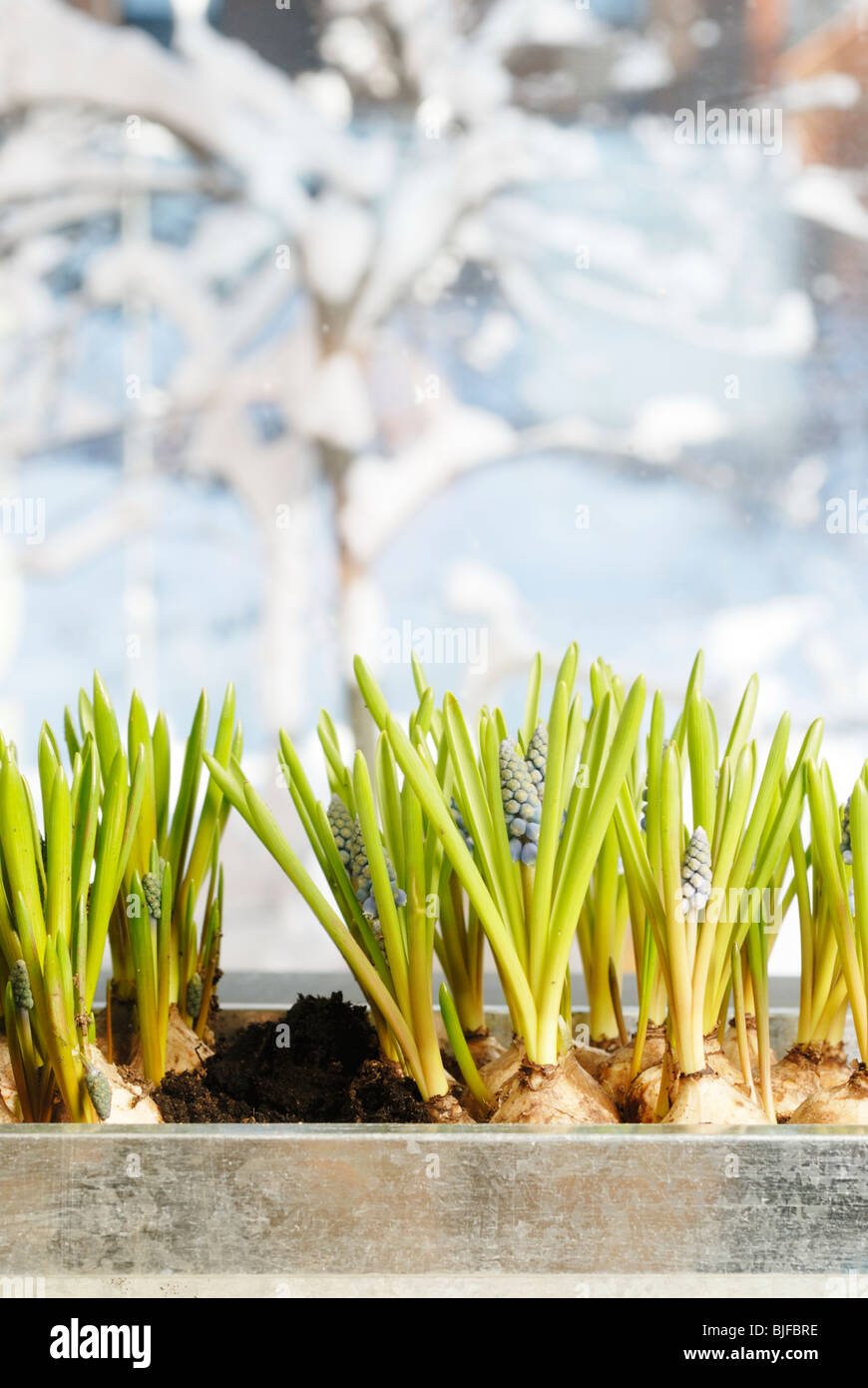 Traubenhyazinthen (Muscari) in Zink Behälter sprießen. Verschneiten Frühjahr Szene durch Fenster zu sehen. Stockfoto