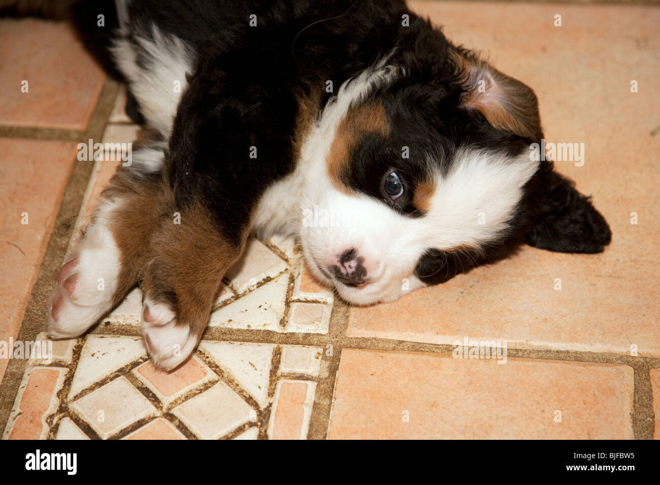 4 Wochen alt ruhen Berner Sennenhund Welpen. Stockfoto