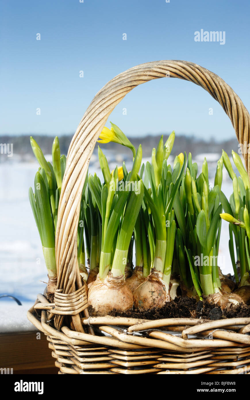 Sprießen Narzissen im Container (Narcissus Tete-a-tete) Stockfoto