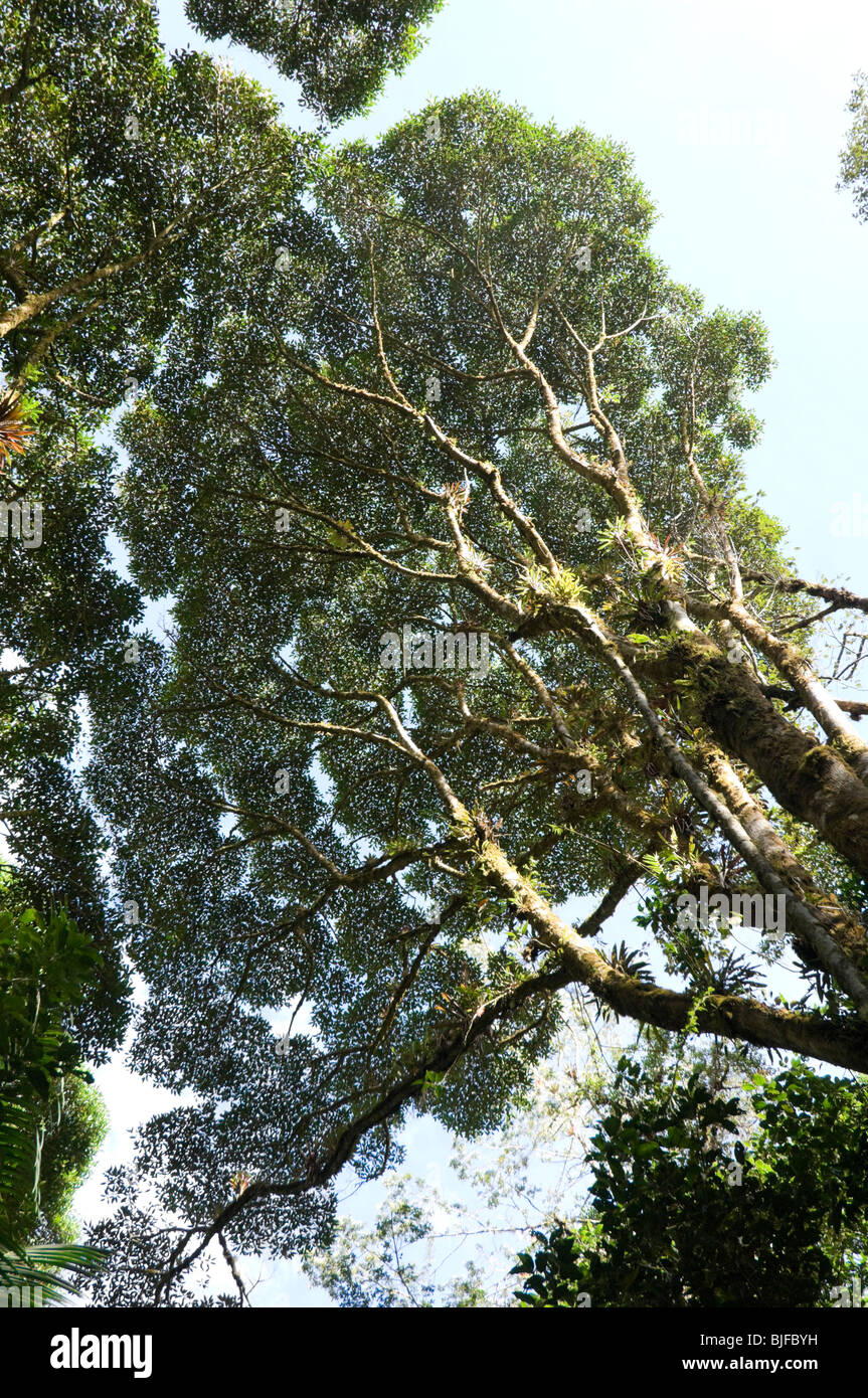 Baldachin Krone Schüchternheit Parque Nacional la Amistad Panama Stockfoto