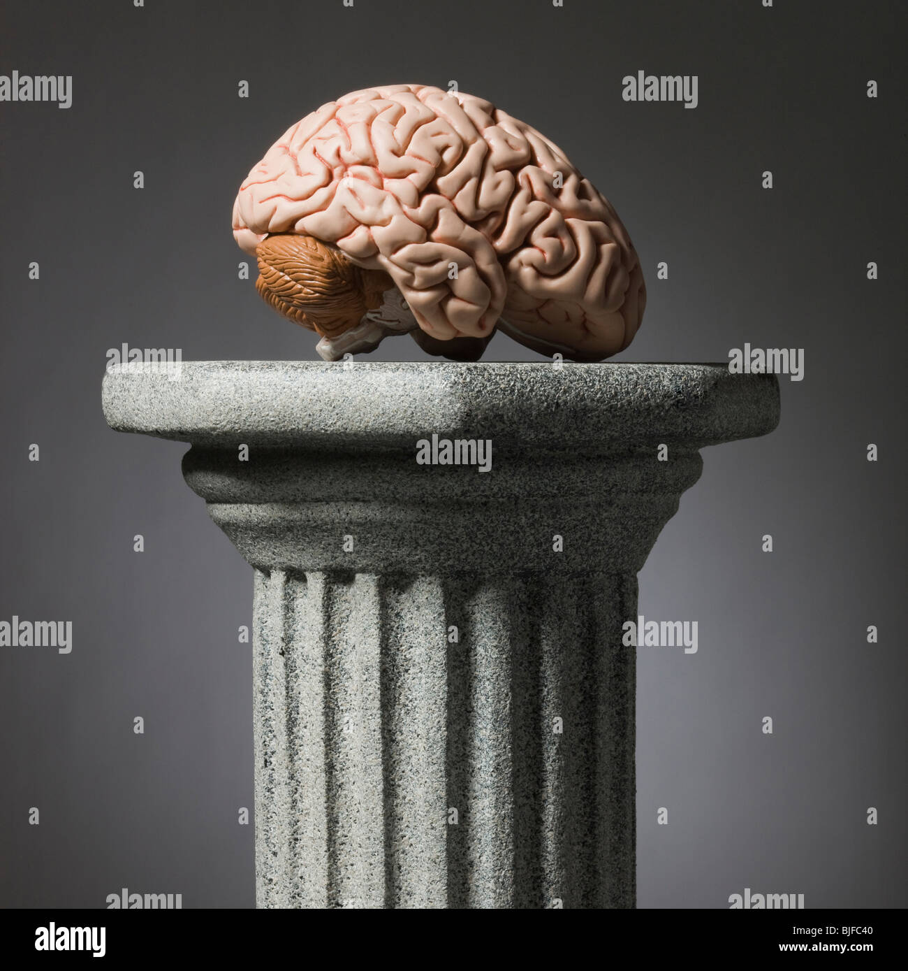 Gehirn auf einem Podest Stockfoto