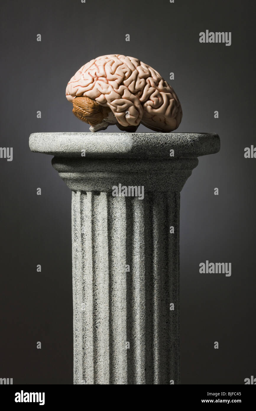 Gehirn auf einem Podest Stockfoto