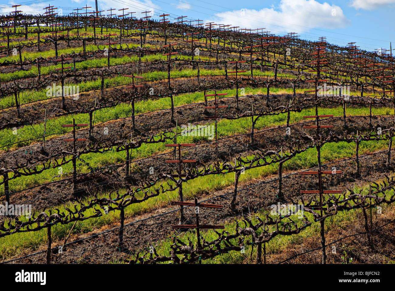 Weinberge am Hang Sonoma Kalifornien Stockfoto