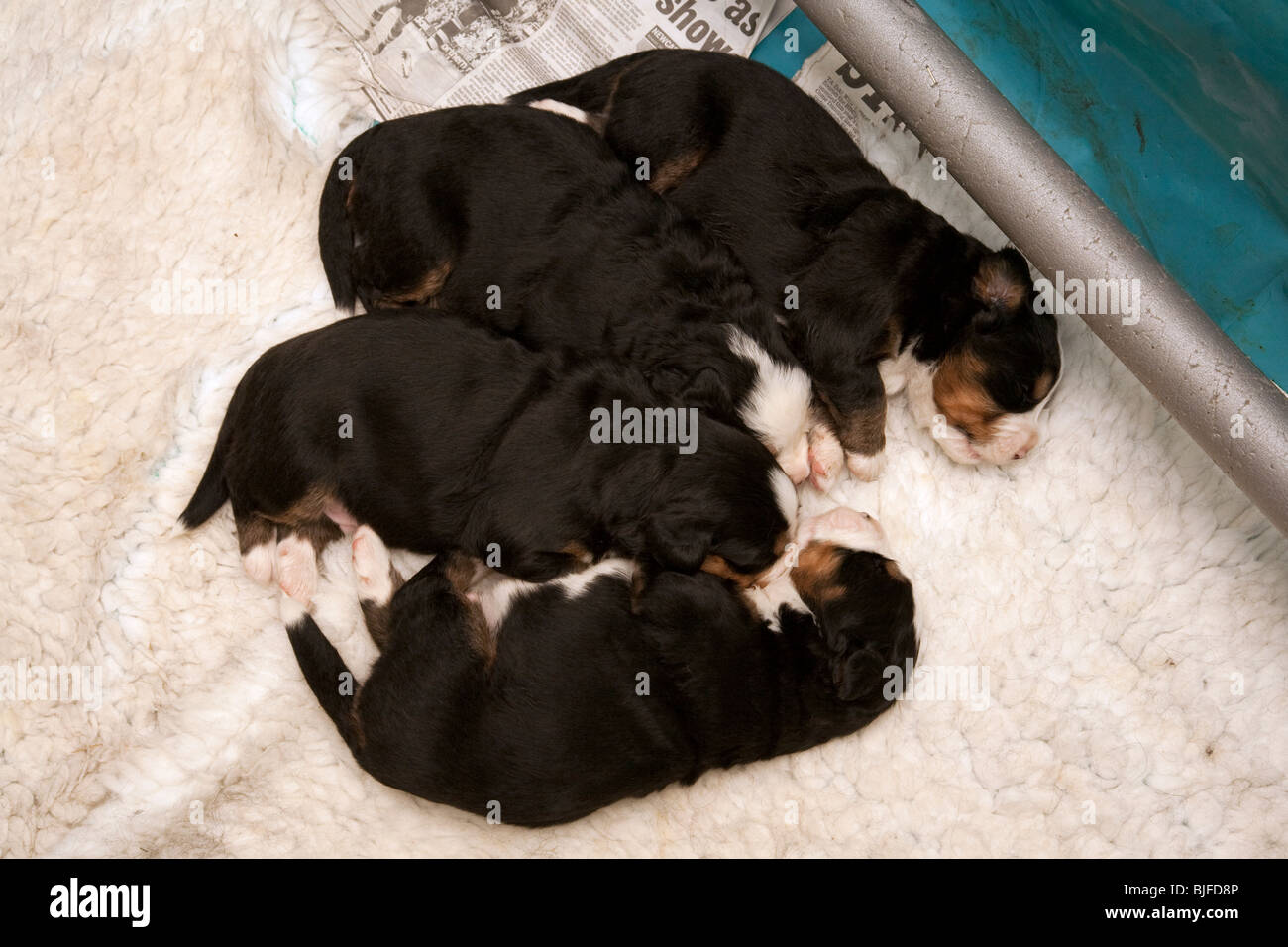 1 Woche alt Baby Berner Sennenhund Welpen. Stockfoto