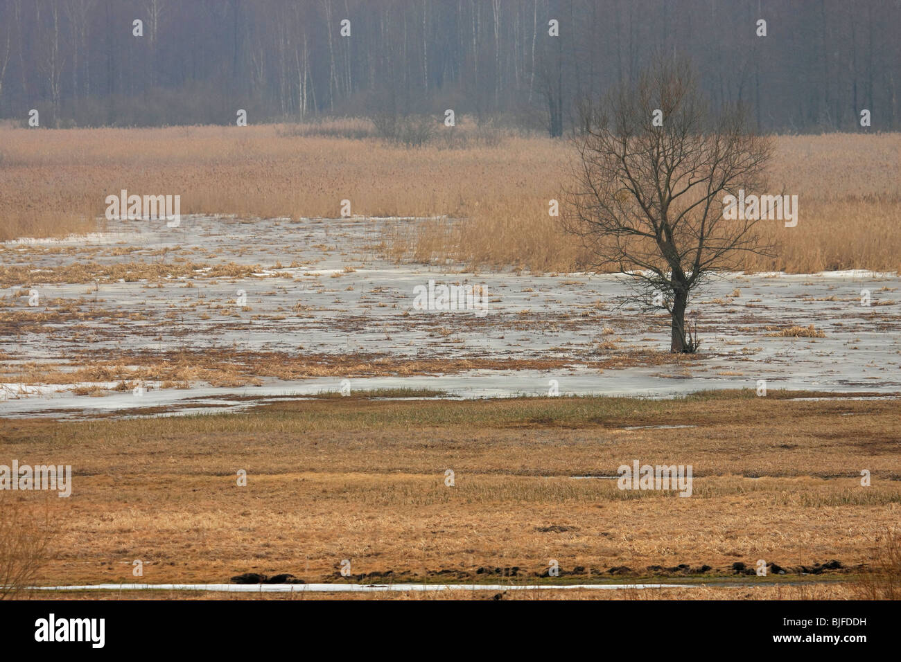 breitet sich der Fluss Biebrza, marschiert in Ost-Polen Stockfoto