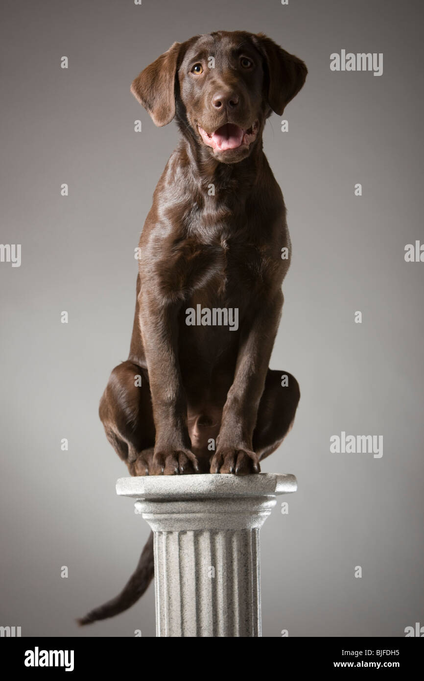 Hund auf einem Podest Stockfoto