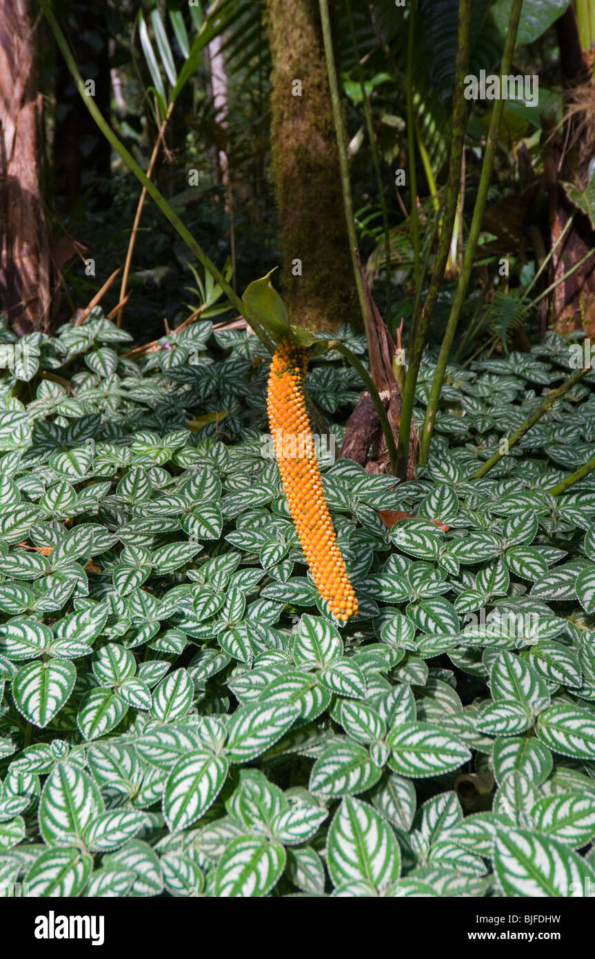 Orange-Anlage Parque Nacional la Amistad Panama Stockfoto