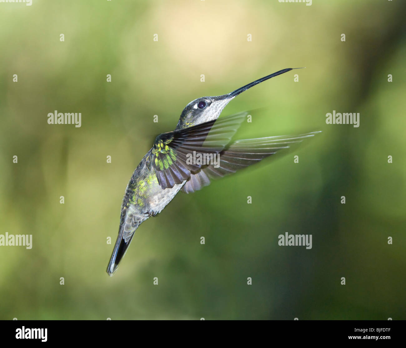 Weiße-Throated Mountaingem Lampornis Castaneovent Panama Stockfoto