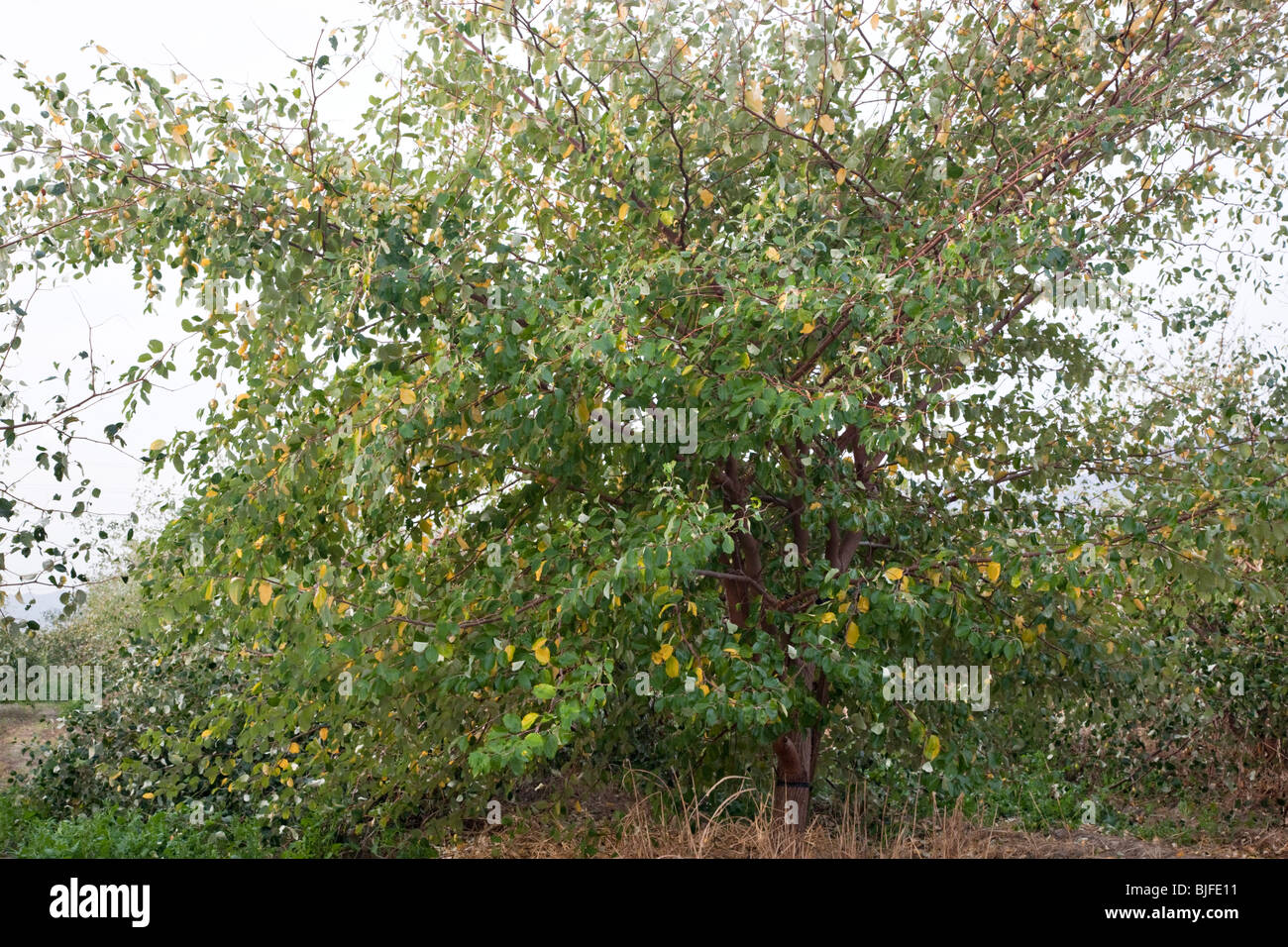 Jujube 'Ziziphus Jujuba' Baum Früchte trägt. Stockfoto