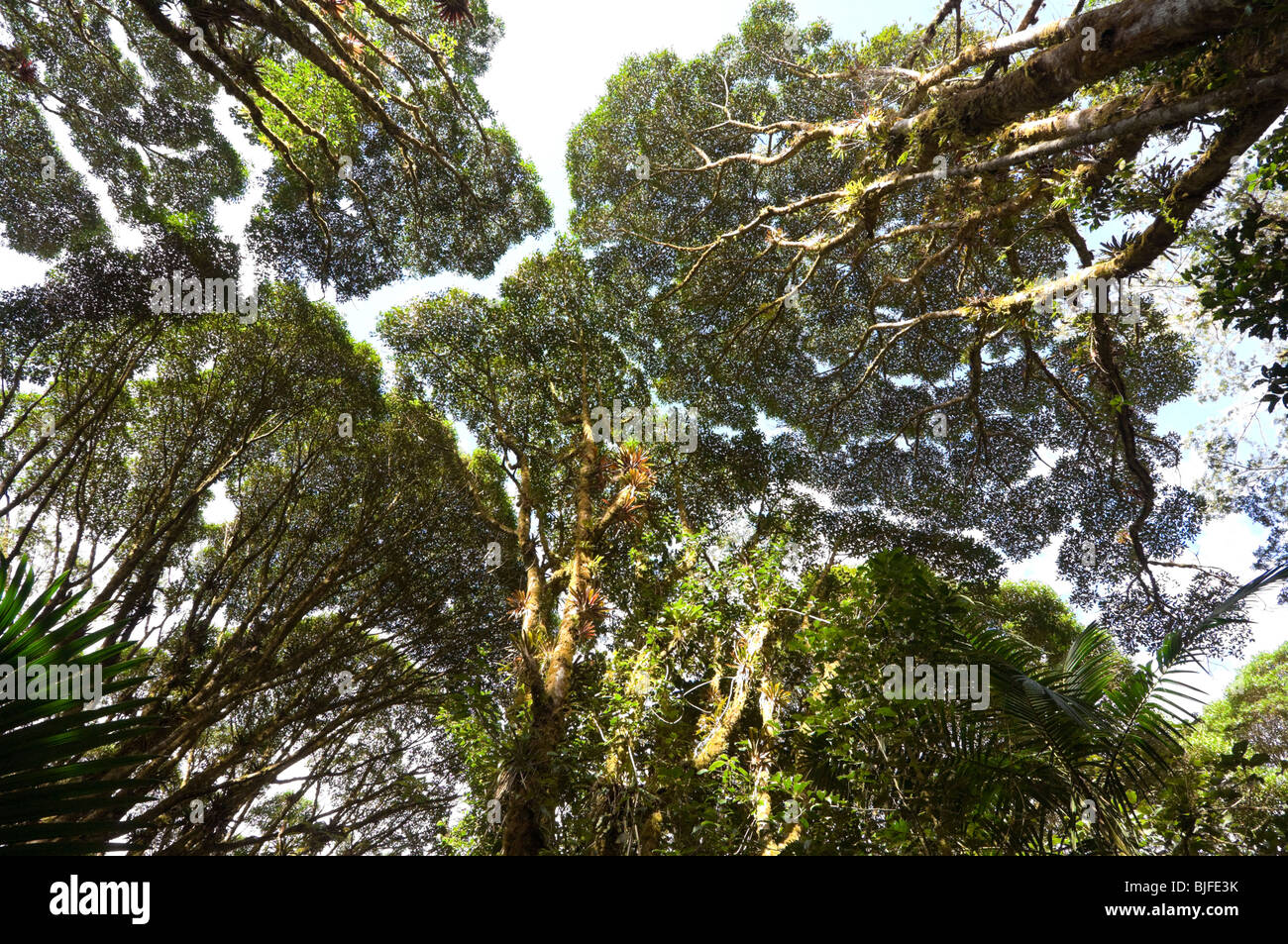 Baldachin Krone Schüchternheit Parque Nacional la Amistad Panama Stockfoto