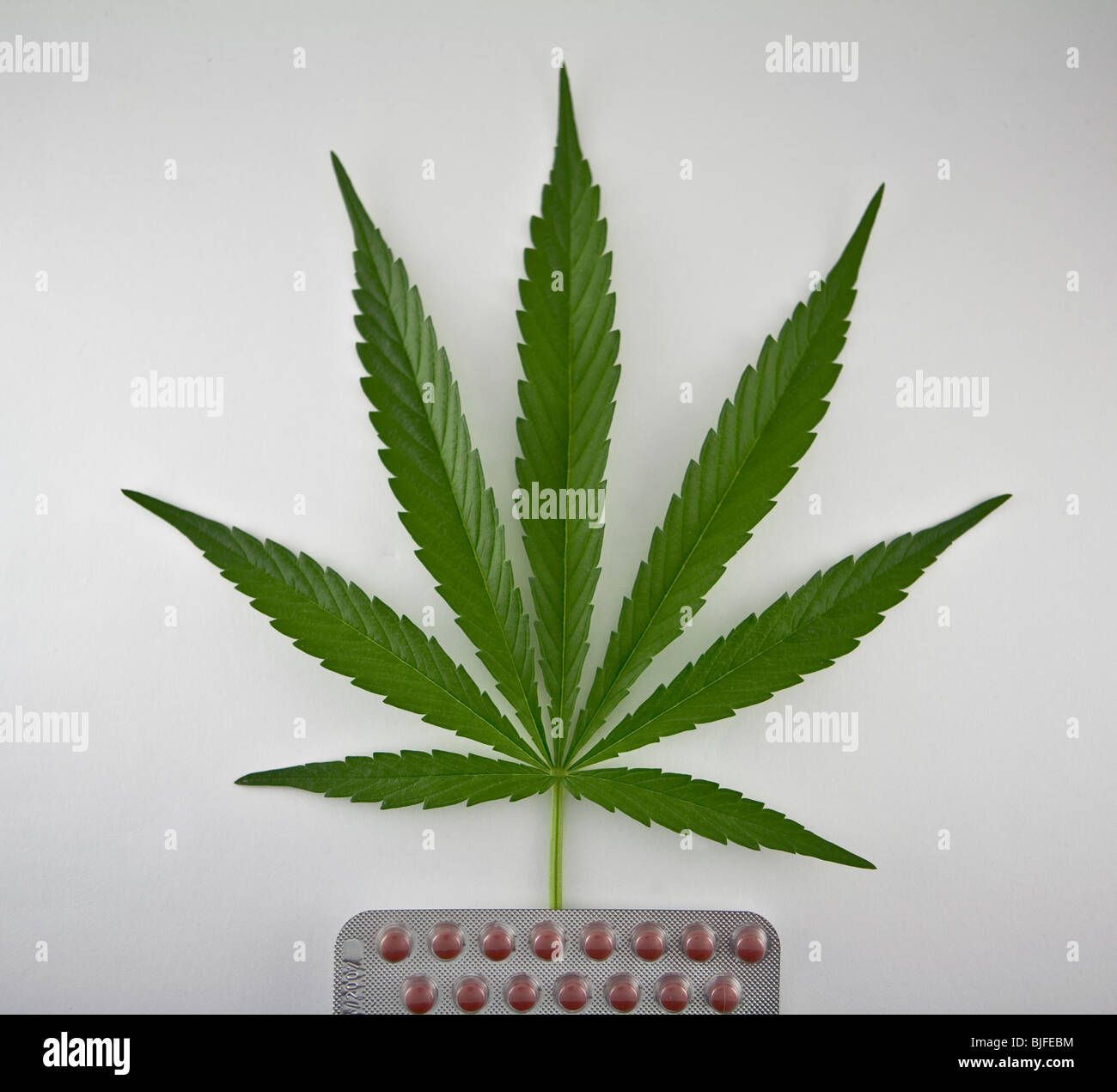 Blatt von Marihuana auf einem Tablet von roten Pillen isoliert auf weißem Hintergrund, Konzept der alternativen Medizin Stockfoto