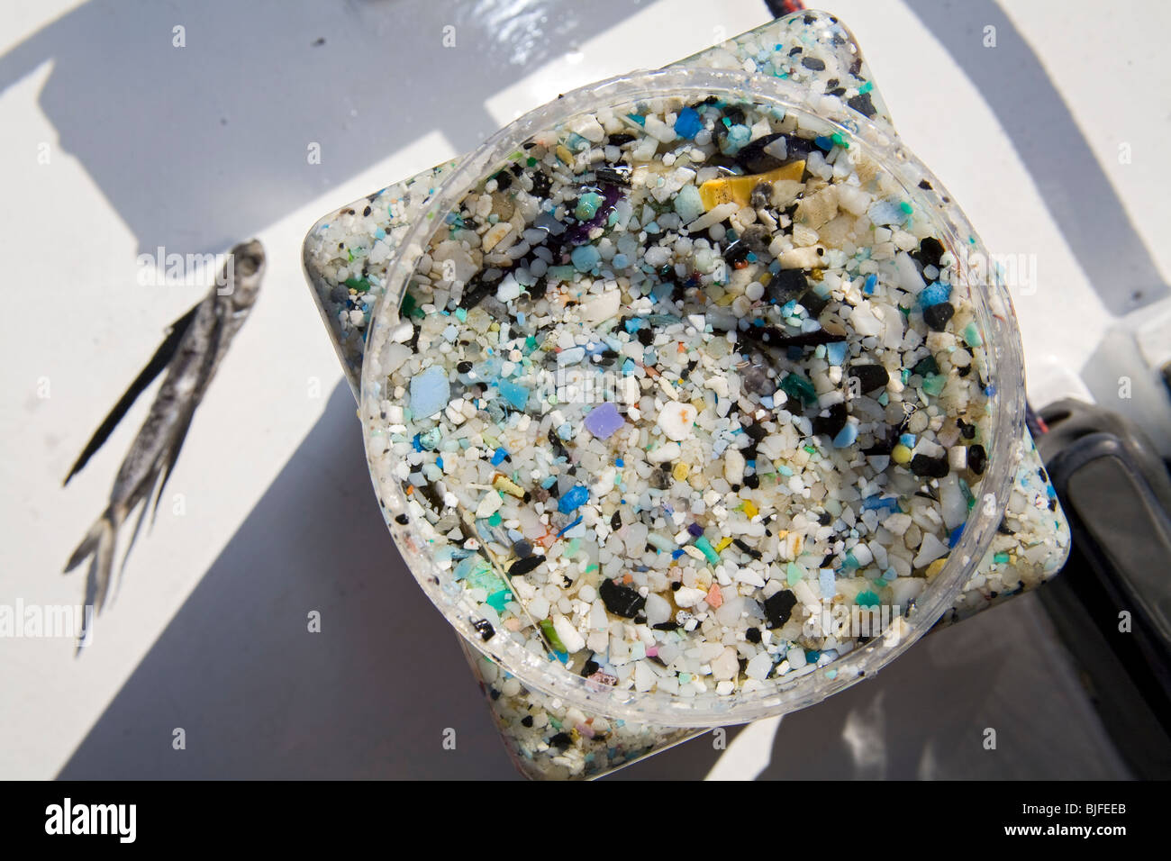 Kunststoff Probe Gläser mit fliegenden Fische entnommen Schleppnetze aus dem "great Pacific Garbage Patch".  Long Beach, Kalifornien, USA Stockfoto