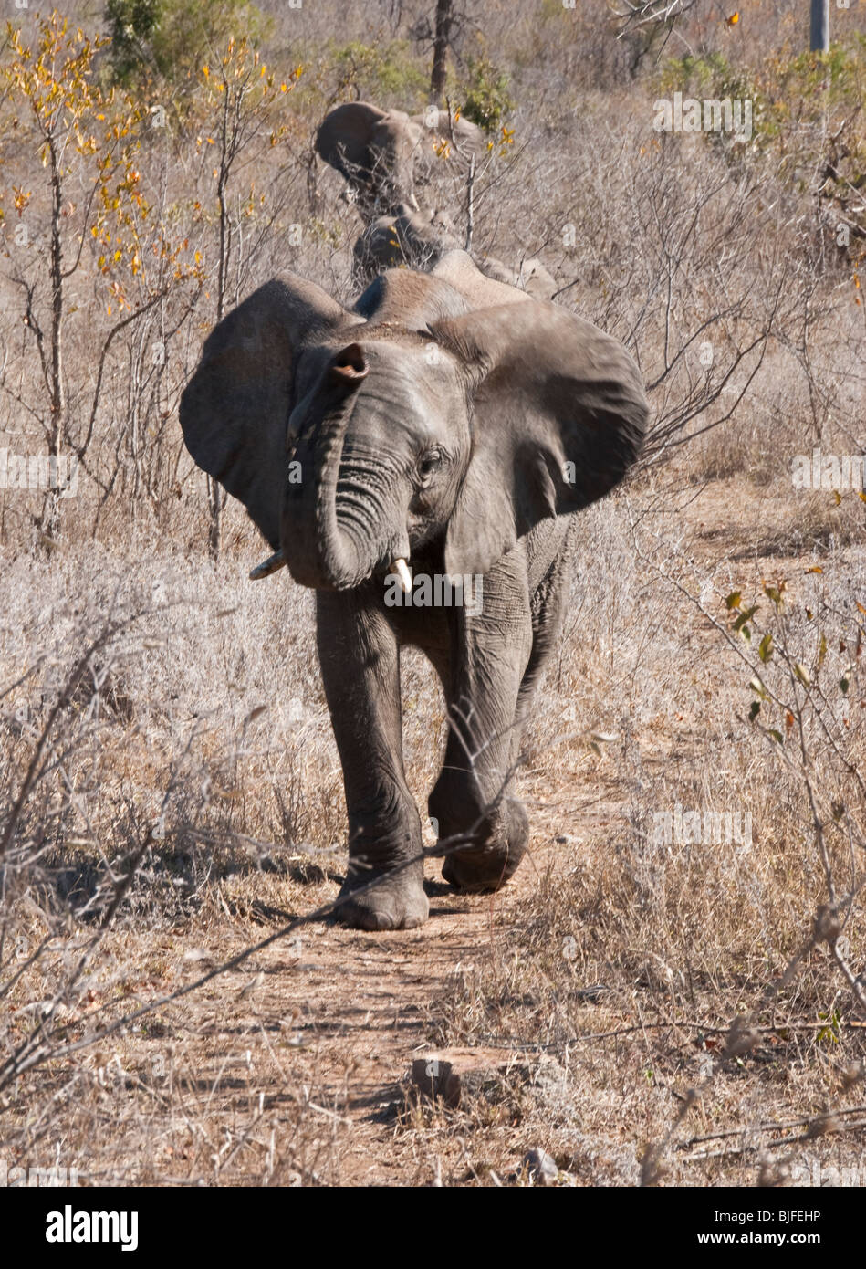 Laden Sie afrikanische Elefantenbaby in Krüger Nationalpark, Südafrika Stockfoto