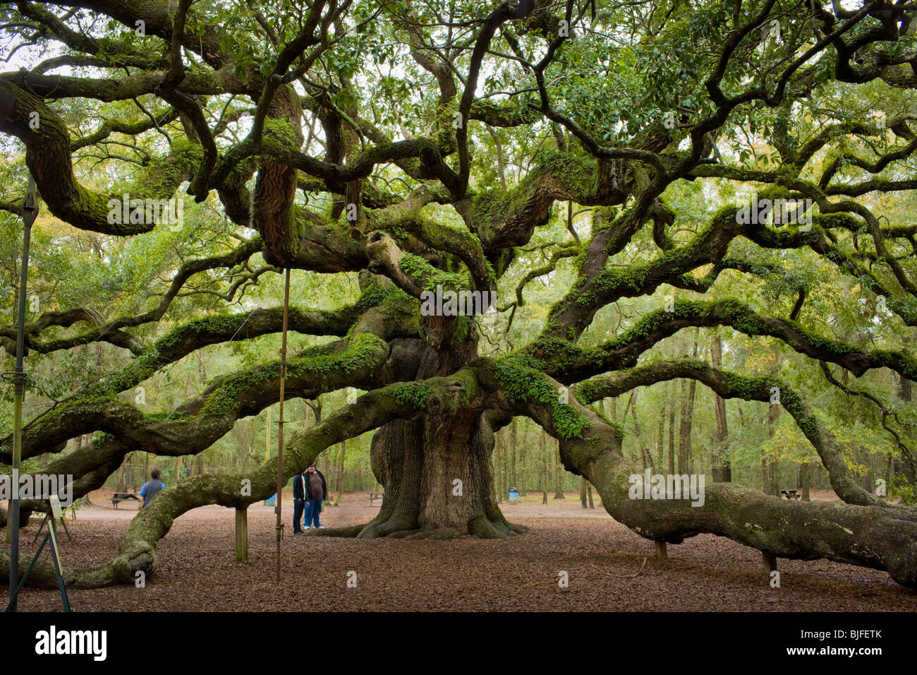 Die Angel Oak, Quercus Virginiana, größte südliche Phaseneiche in der Welt, in der Nähe von Charleston, South Carolina, USA. Stockfoto
