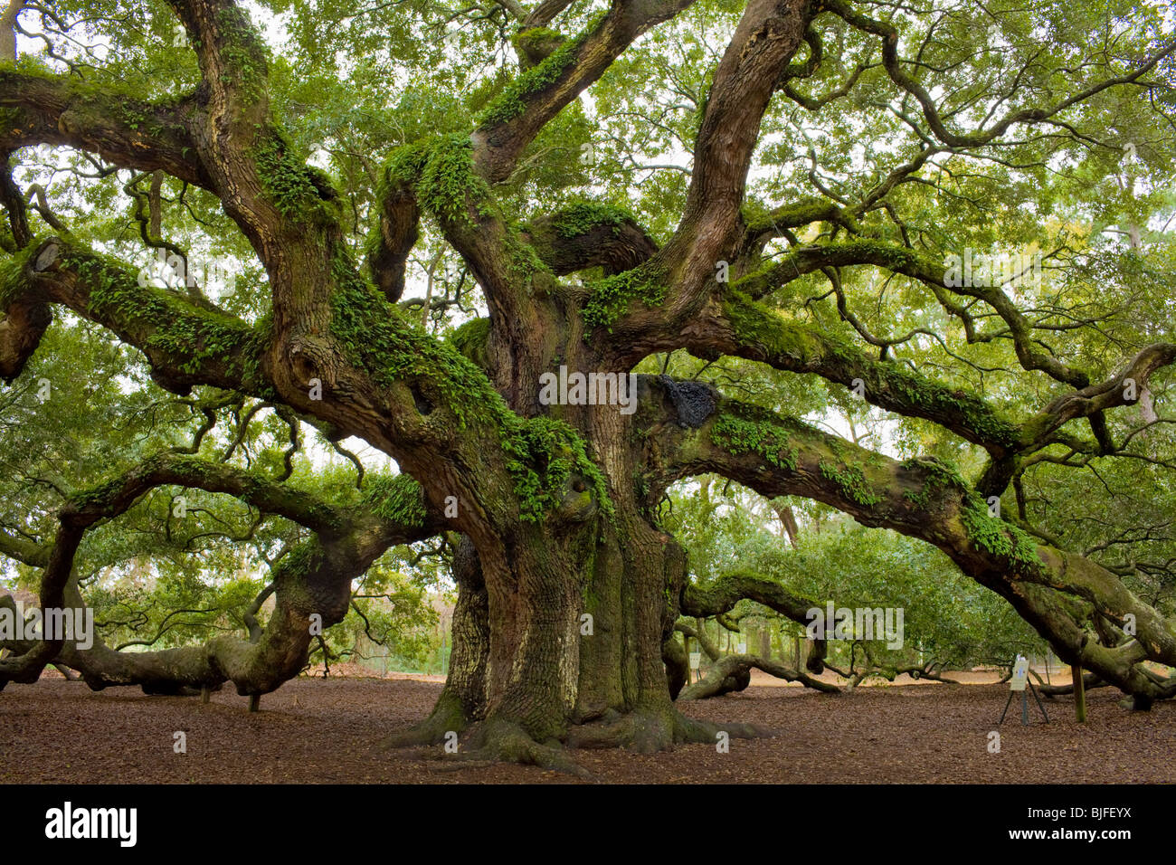 Die Angel Oak, Quercus Virginiana, größte südliche Phaseneiche Welt, in der Nähe von Charleston, South Carolina Stockfoto