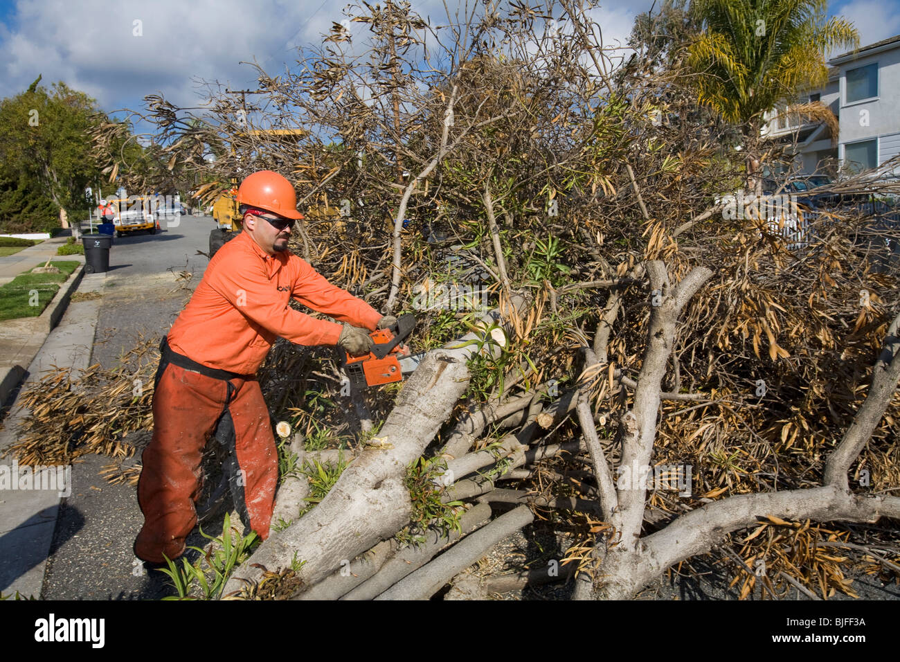 Arbeiter schneidet durch den letzten Sturm gefällten Baum. Santa Monica, Kalifornien, USA Stockfoto
