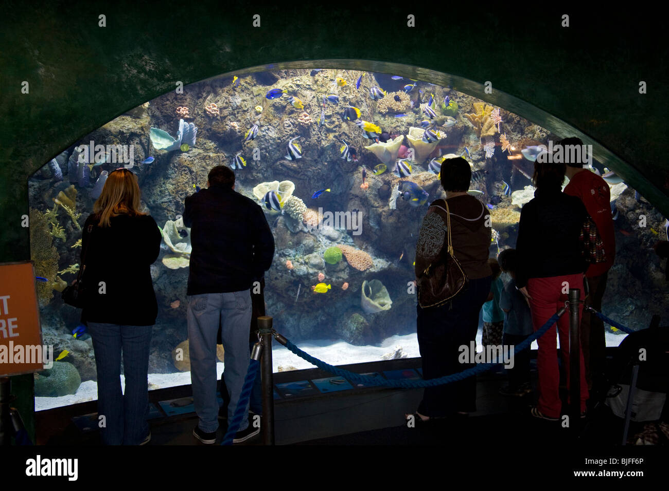 Aquarium des Pazifiks, Long Beach, Los Angeles County, Kalifornien, USA Stockfoto