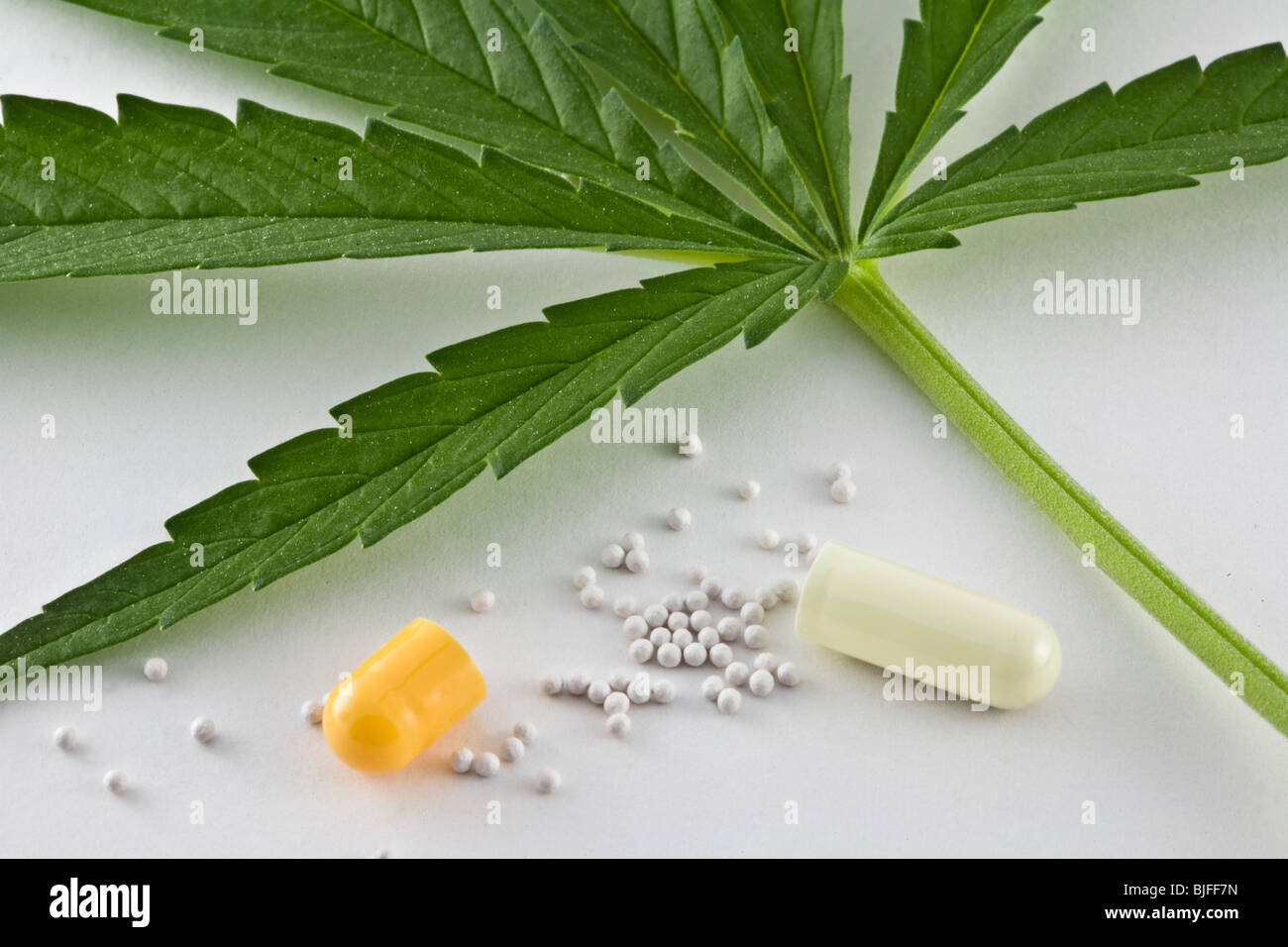 Marihuana-Blatt zusammen mit einer geöffneten Kapsel von gelber Farbe, isoliert in weißen fund(depth), Konzept der Alternative med (in der Nähe) Stockfoto