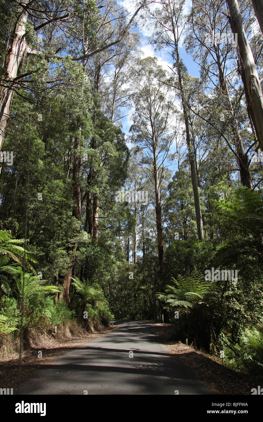 Straße durch die Otway Ranges-Victoria-Australia Stockfoto
