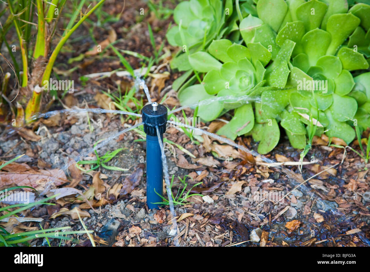 Low Flow Sprinklerkopf mit Dürre resistente Pflanze (Aeonium Arboreum). Stockfoto
