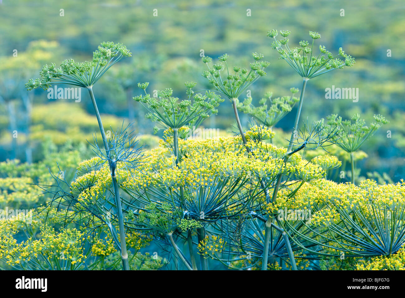 Dill "Anethum Graveolens' Blüte im Feld. Stockfoto