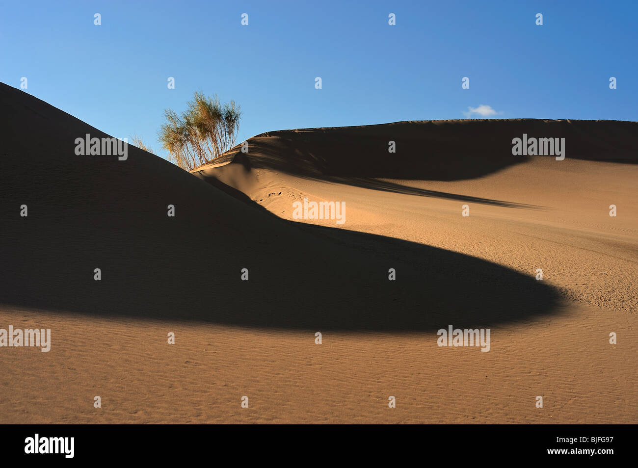 Schatten auf die Sanddüne und Saxaoul Baum Stockfoto