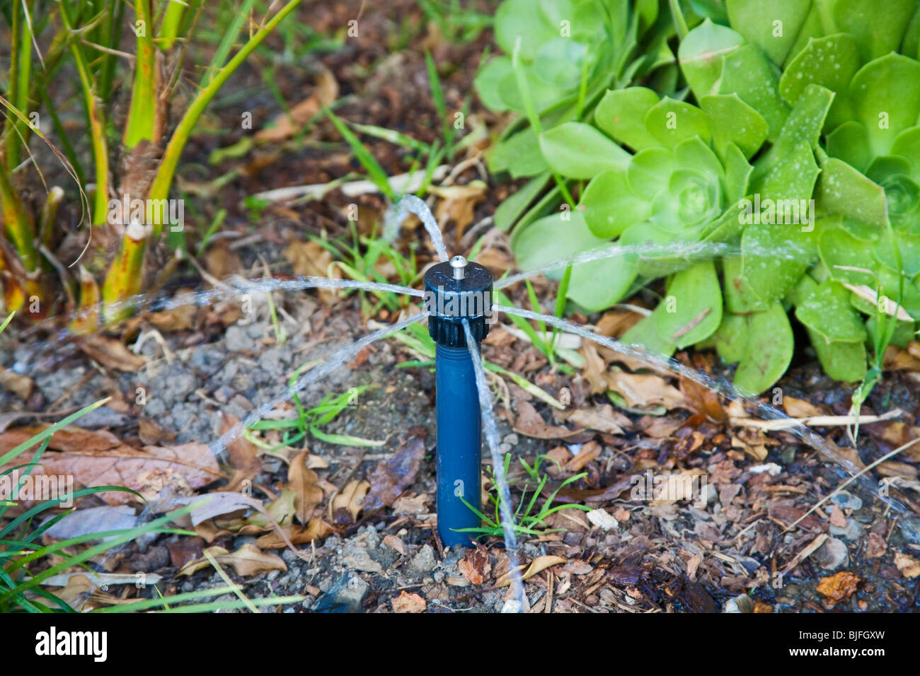 Low Flow Sprinklerkopf mit Dürre resistente Pflanze (Aeonium Arboreum). Stockfoto