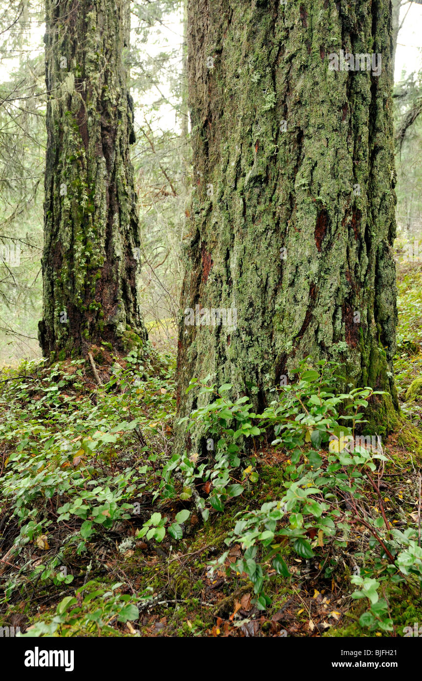 Alte-Douglas-Tanne Bäume in Sooke Hills in der Nähe von Victoria, Britisch-Kolumbien Stockfoto