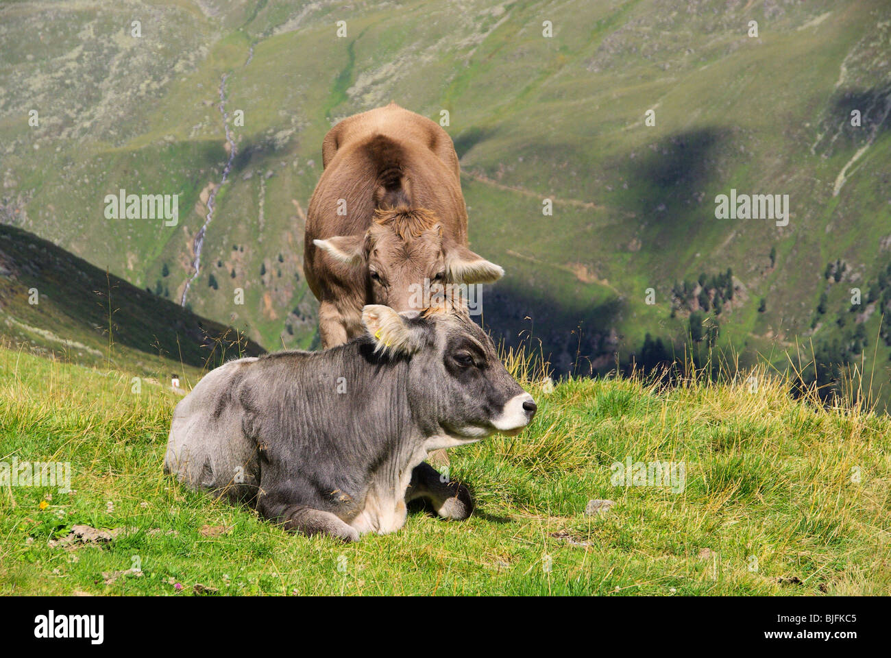 Almkuh - Alp Kuh 10 Stockfoto