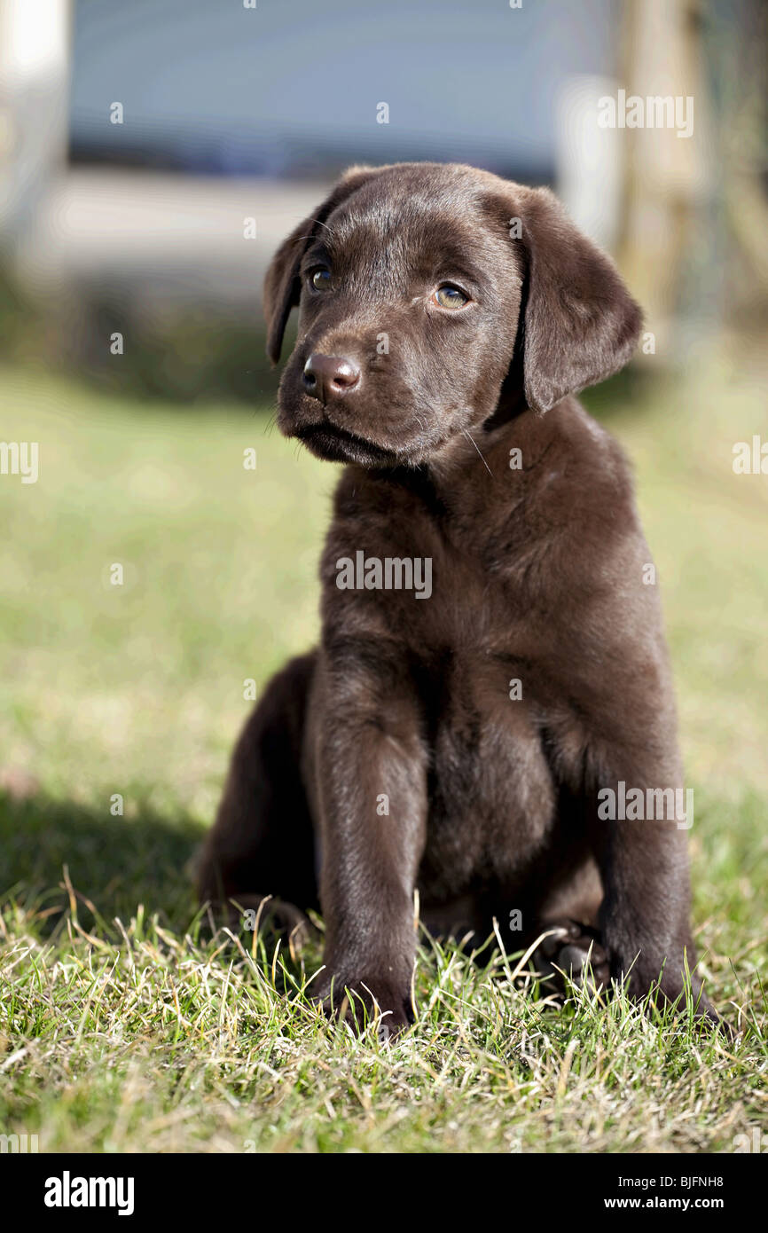 Chocolate Labrador In Grass Stockfotos Und Bilder Kaufen Alamy