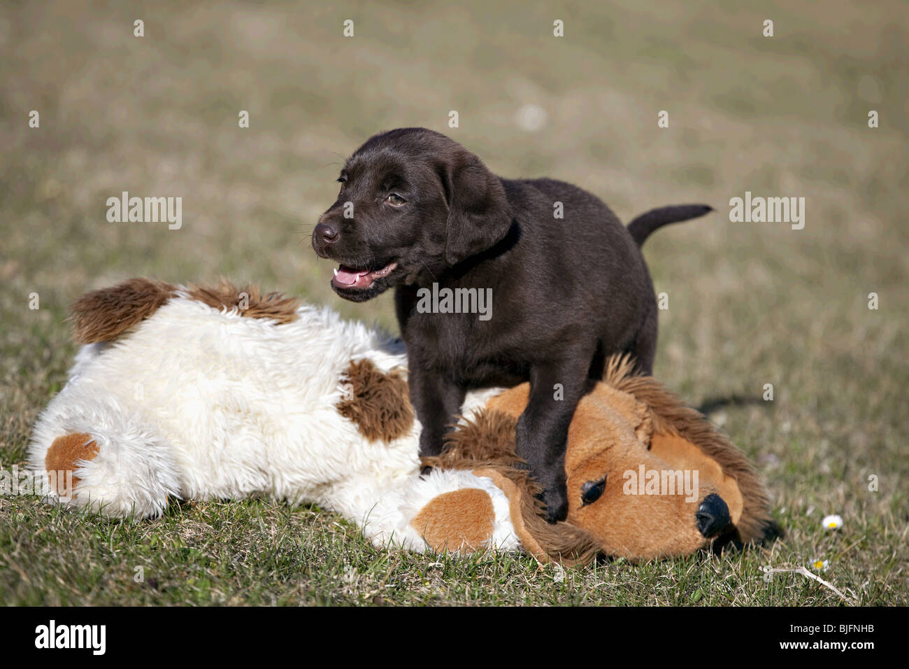 Chocolate Labrador Retriever Welpe spielt mit Spielzeug Stockfoto