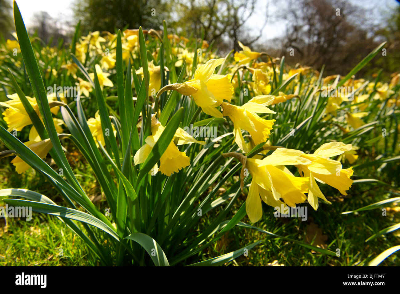 Wilden Narzisse (Narcissus pseudonarcissus Blumen,) oder Fastenzeit Lilly Pflanzen Blüte im Farndale, North Yorks Moors, North Yorkshire, England Stockfoto