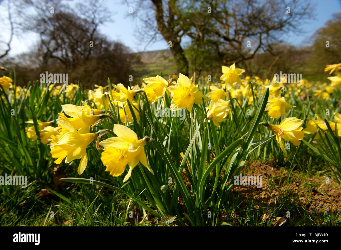 Wilden Narzisse (Narcissus pseudonarcissus Blumen,) oder Fastenzeit Lilly Pflanzen Blüte im Farndale, North Yorks Moors, North Yorkshire, England Stockfoto