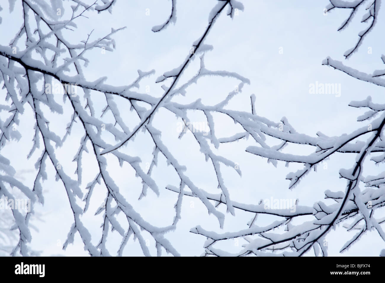 Nahaufnahme von Schnee bedeckten Zweig Stockfoto