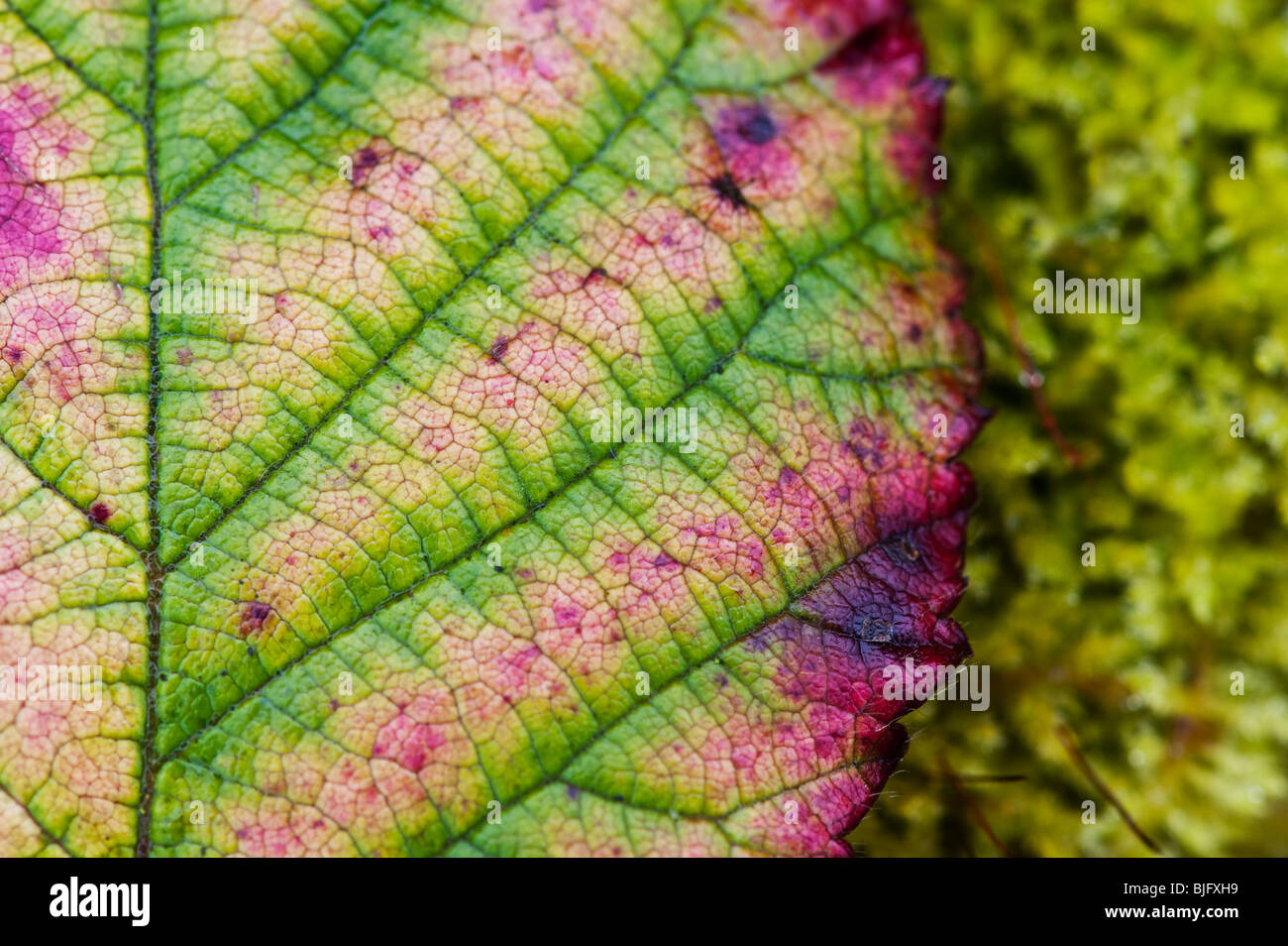 Dornbusch Blatt es verlieren Chlorophyll und Verfärbung im Winter. Großbritannien Stockfoto