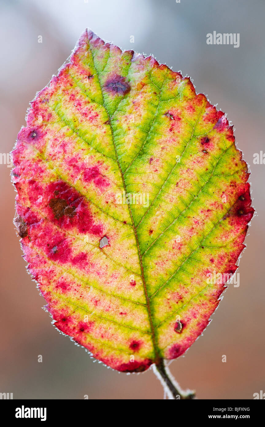 Dornbusch Blatt es verlieren Chlorophyll und Verfärbung im Winter. Großbritannien Stockfoto