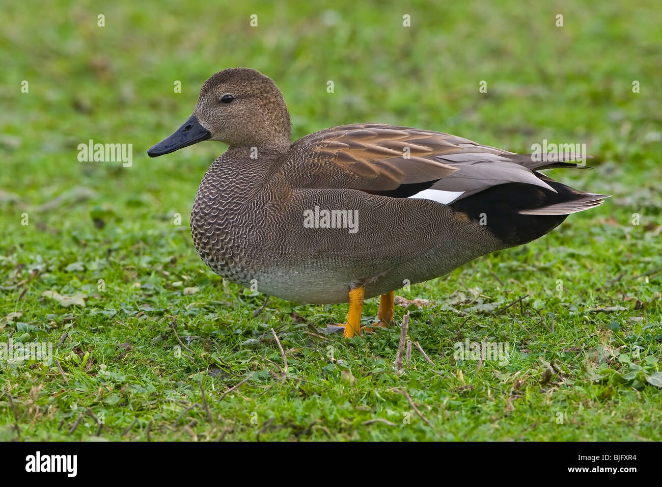 Gadwall Drake auf Rasen nach links stehend. Stockfoto