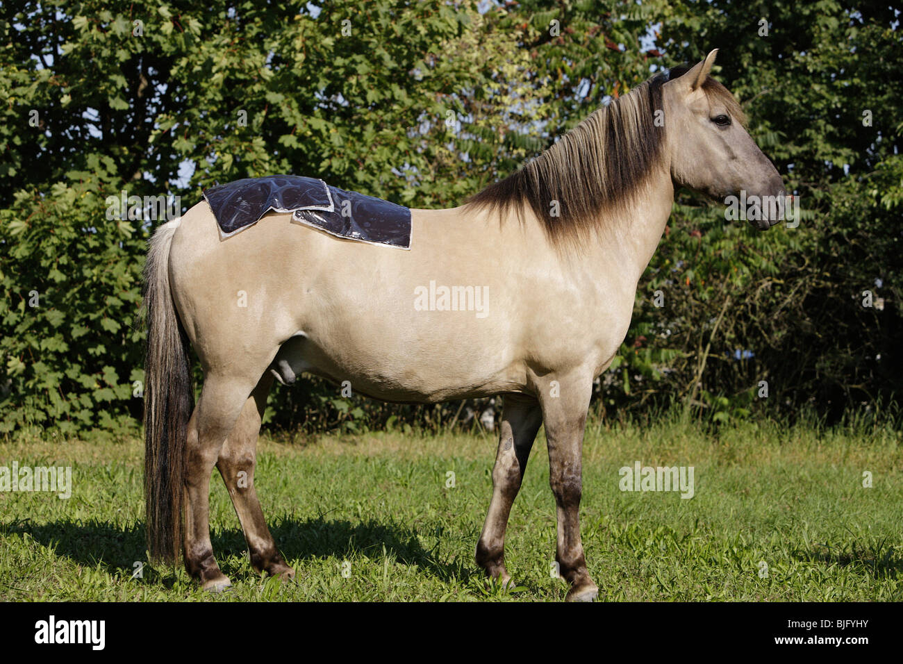 Pferd mit Torf-Rucksack Stockfoto