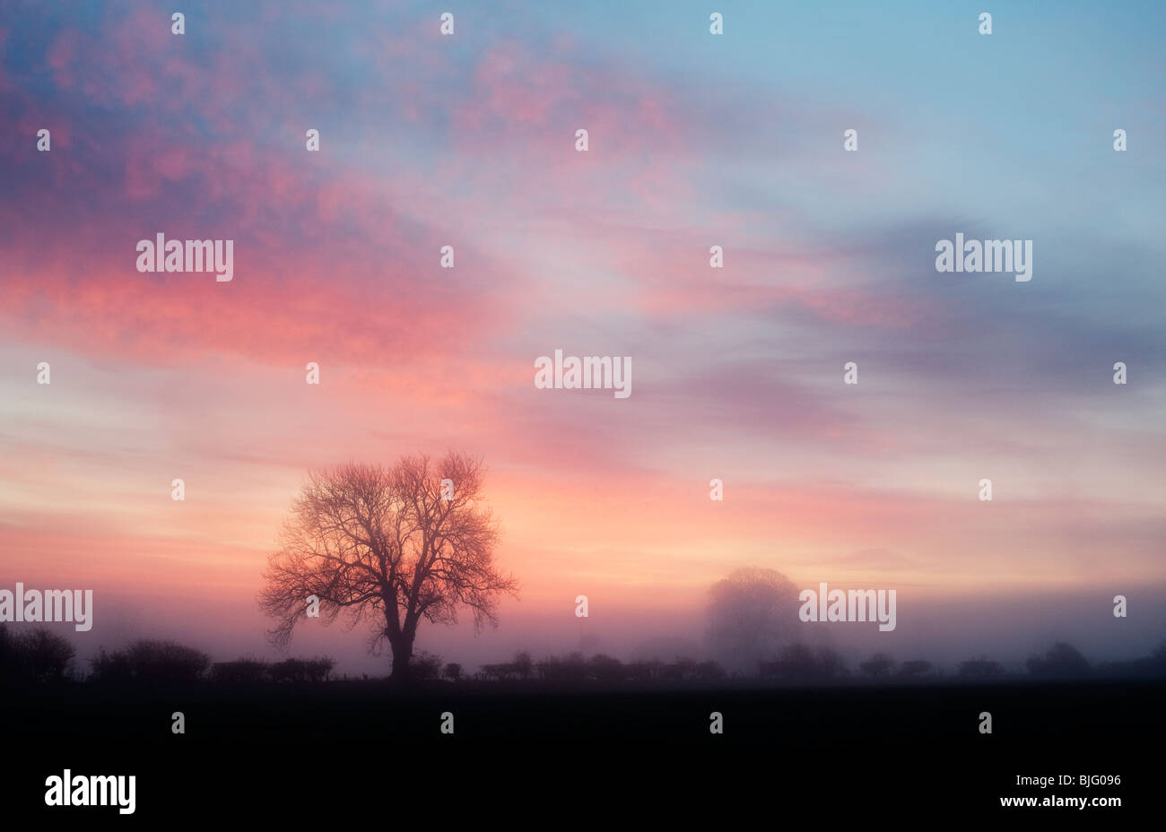 Eiche-Silhouette in der Morgendämmerung an einem dunstigen nebligen Morgen in der englischen Landschaft Stockfoto