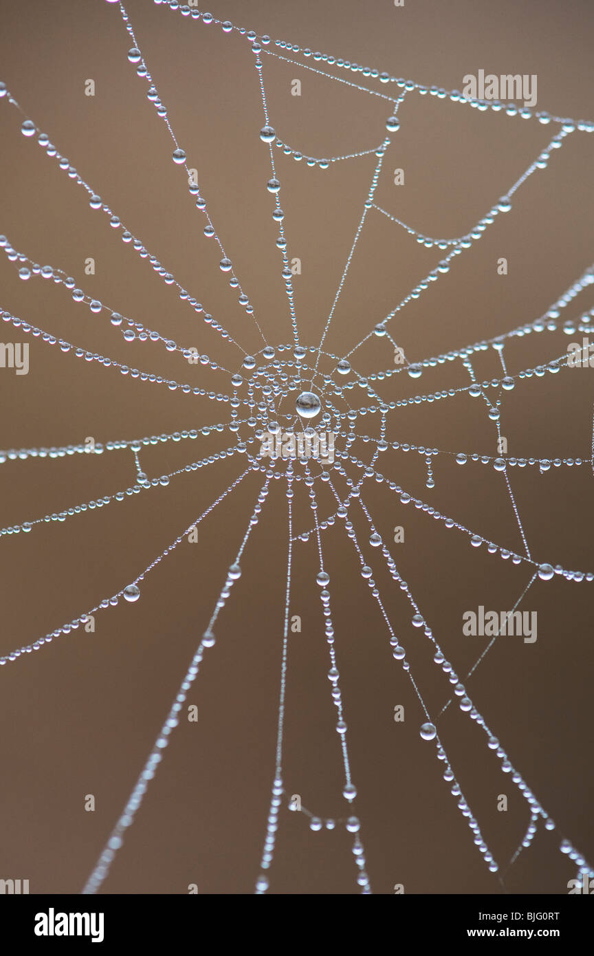 Wassertropfen auf einem Spider web. Zahlen in der Natur. Hier sehen Sie die Zahl neun Stockfoto