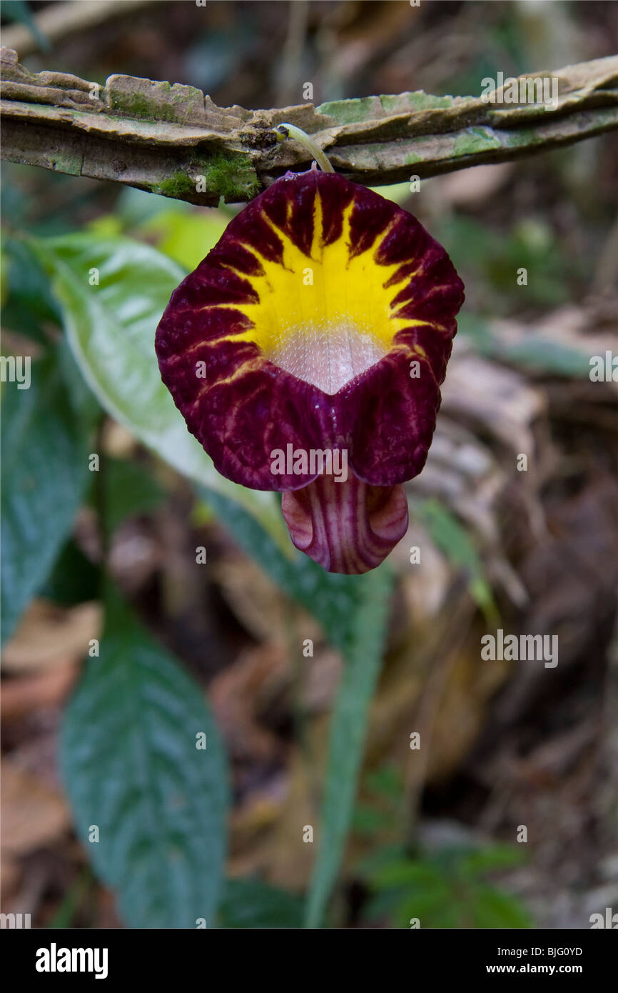 Rohr-Rebe oder DUTCHMAN'S PIPE (Aristolochia sp.) Henri Pittier Nationalpark, Venezuela. Stockfoto