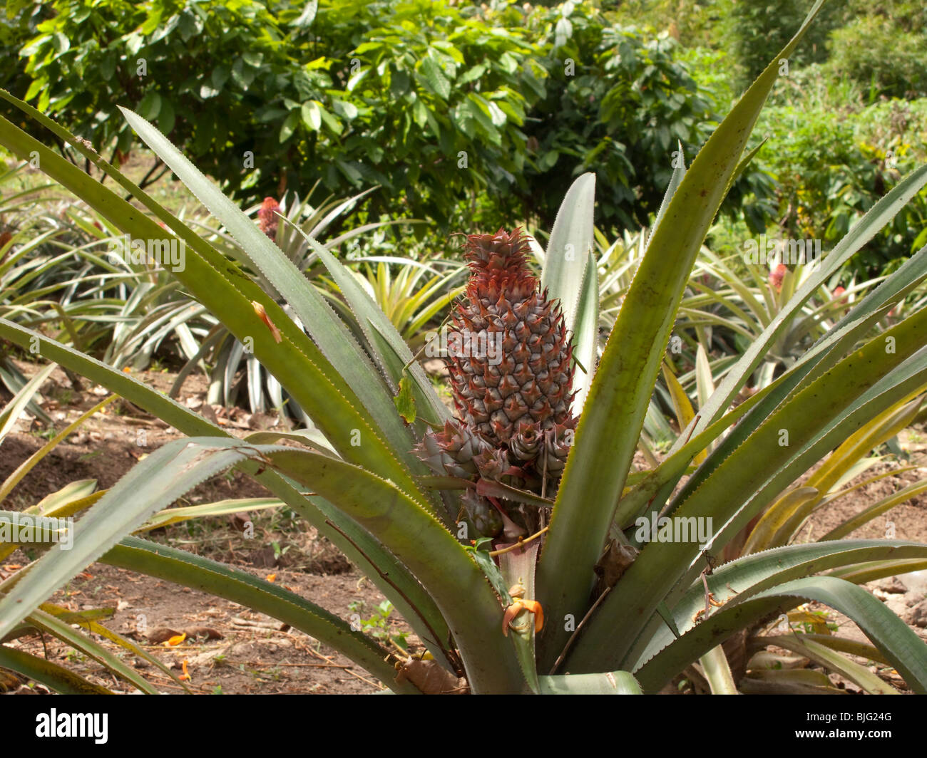 Eine Nahaufnahme einer wachsenden Ananas-Pflanze in einem Feld in Tobago Stockfoto