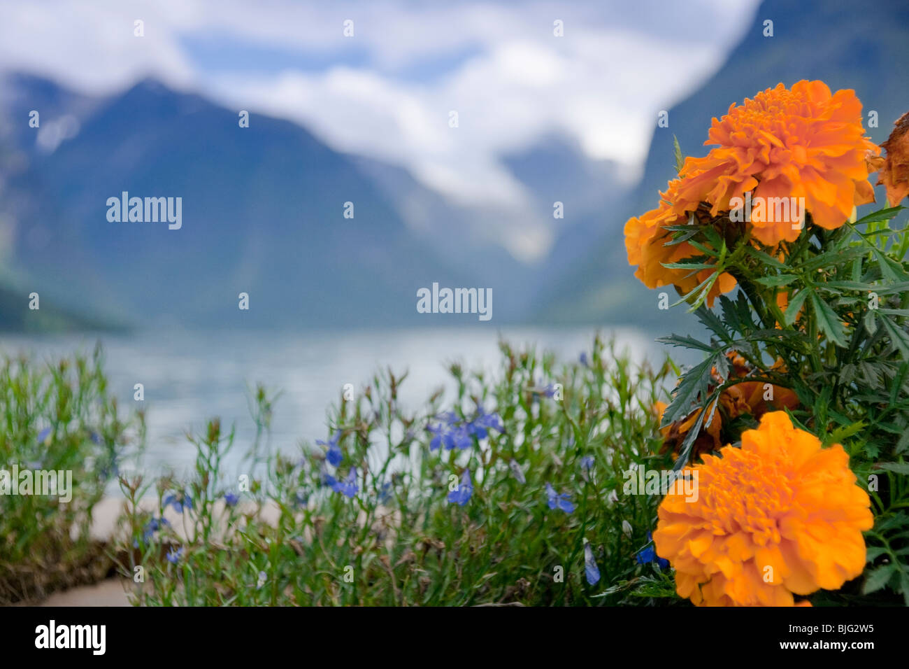 Orange Ringelblumen gegen ein Lodalen Tal. See Lovatnet. Loen, Stryn, Norwegen. (Der Hintergrund jedoch unscharf). Stockfoto