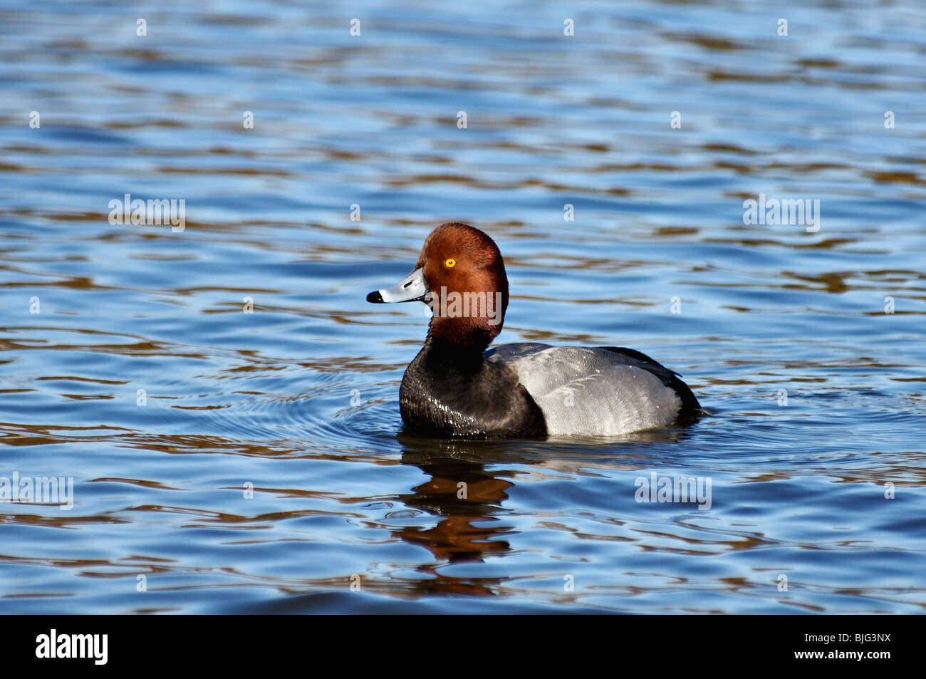 Rothaarige Ente Drake am Teich im südlichen Indiana Stockfoto